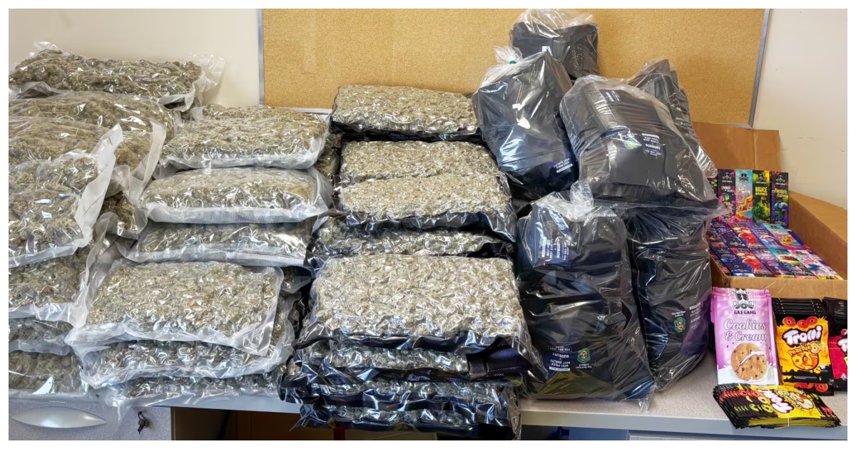 জব্দকৃত অবৈধ গাঁজা। ছবি: সিটিভি নিউজ